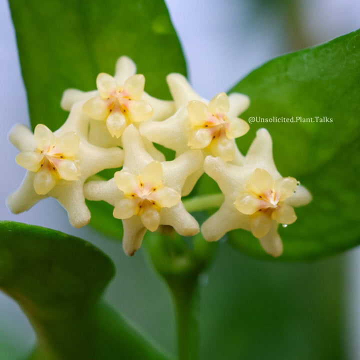 Hoya pandurata (Tsiang, Silver)