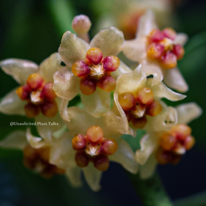 Hoya burmanica