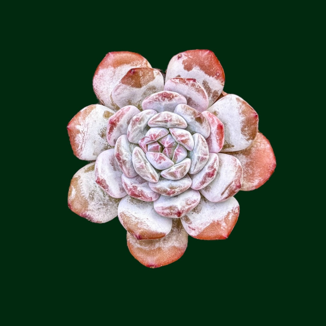 Echeveria ‘Jade Lotus’