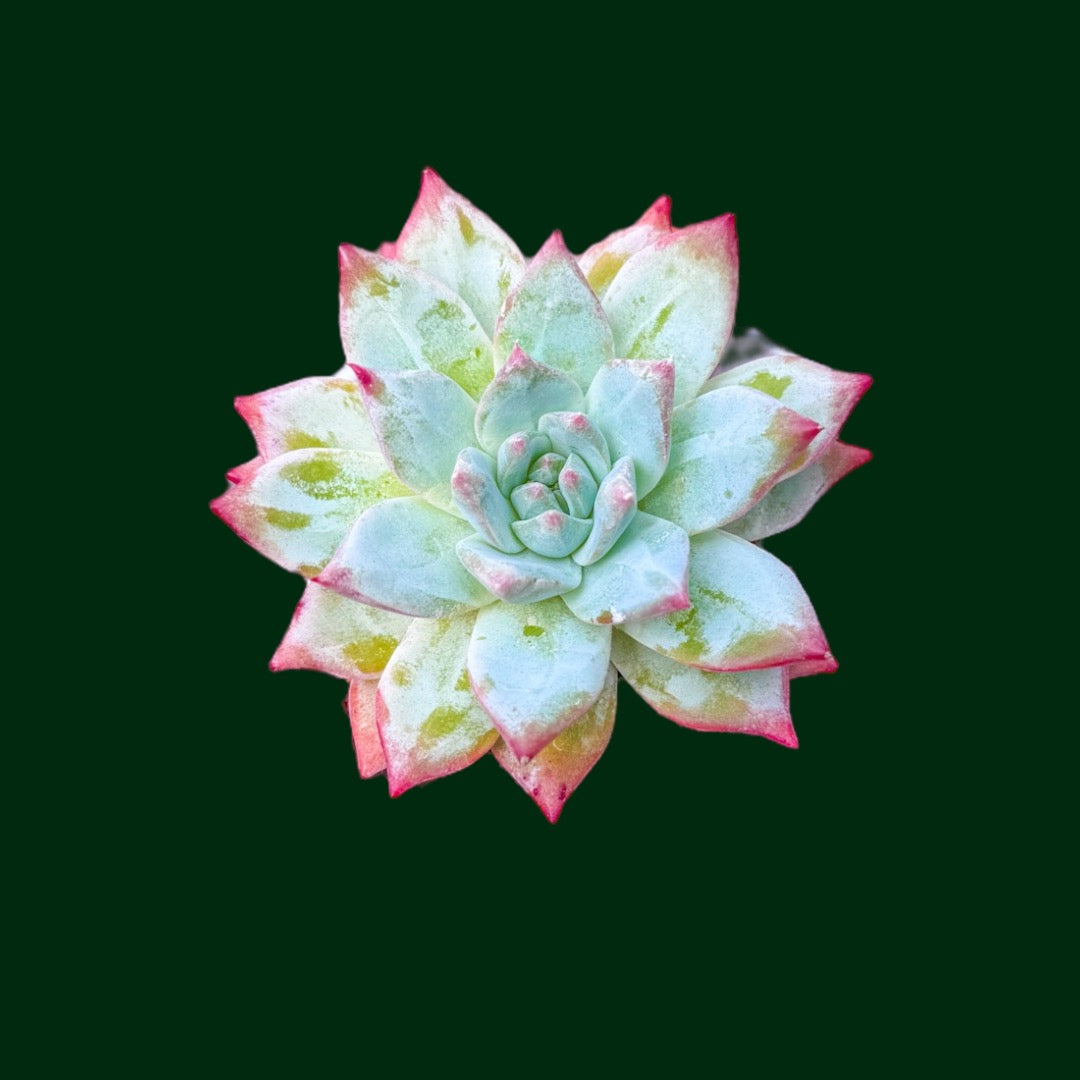 Echeveria ‘Moonstone’