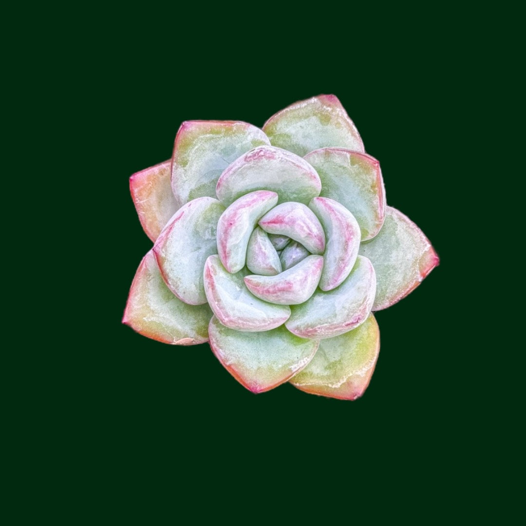 Echeveria ‘Amabeier’