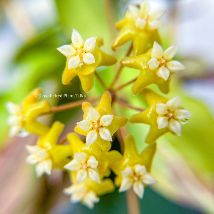 Hoya Nicholsoniae &