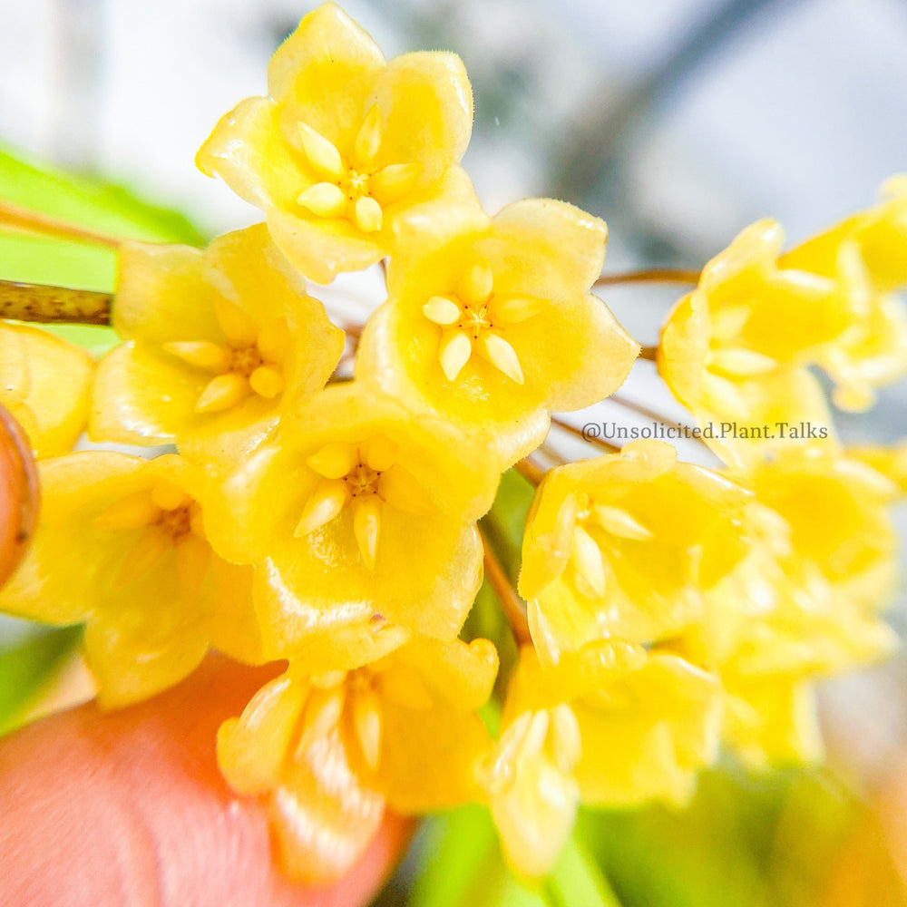 Hoya blashernaezii ssp. siariae (yellow)