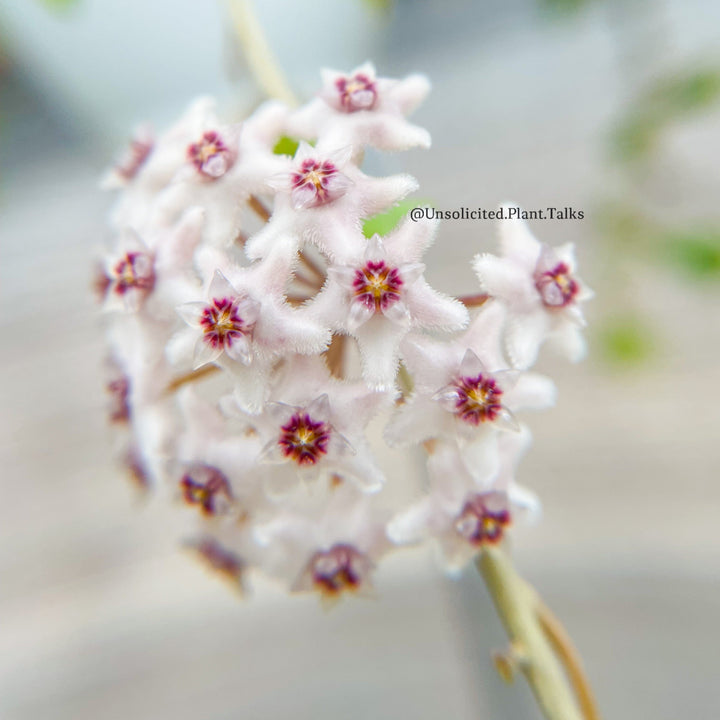 Hoya kanyakumariana