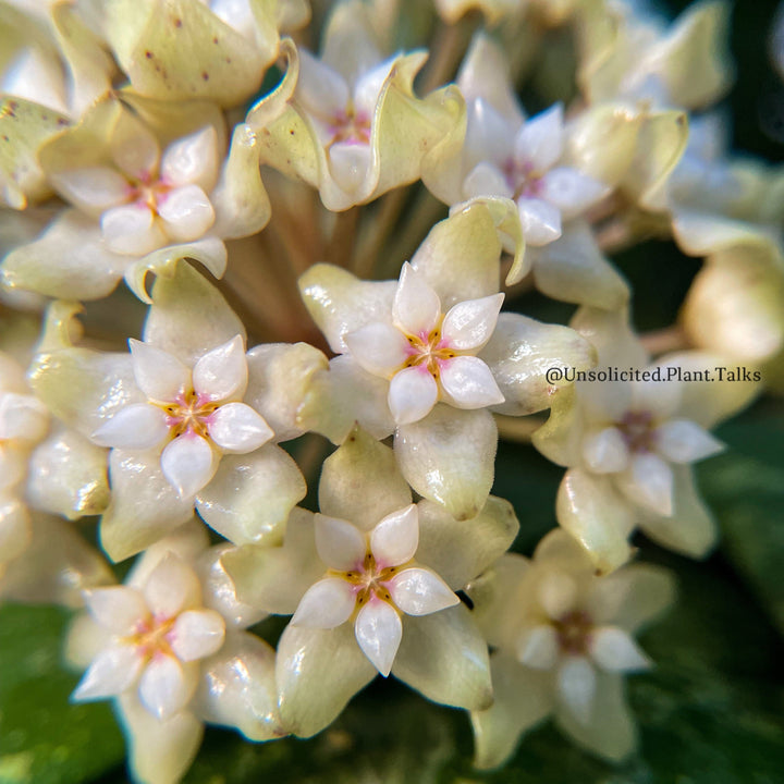 Hoya sp. Ko Chang Island