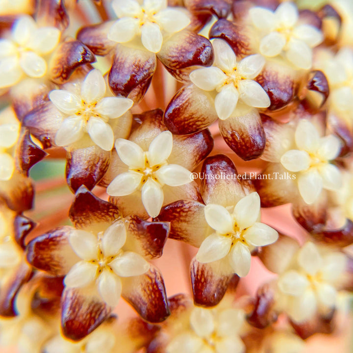 Hoya clemensiorum (fr Northern Sumatra)