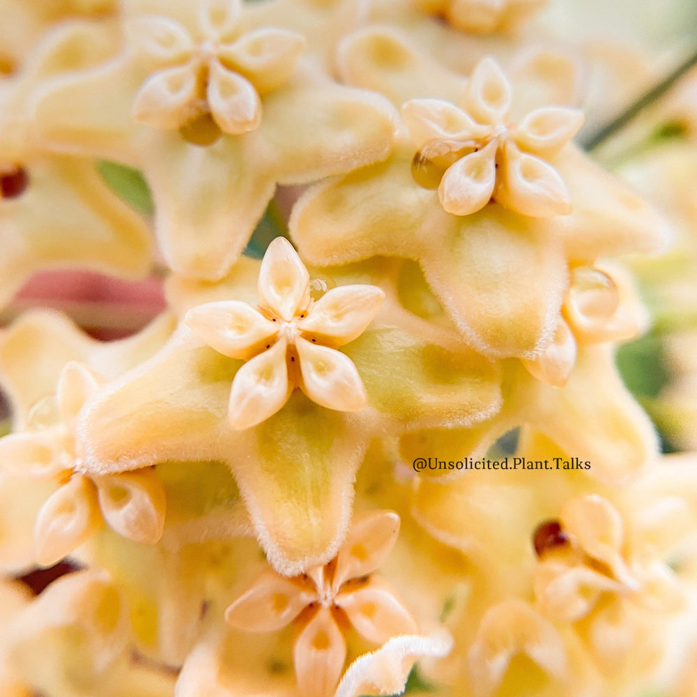 Hoya kenejiana (outer variegated)