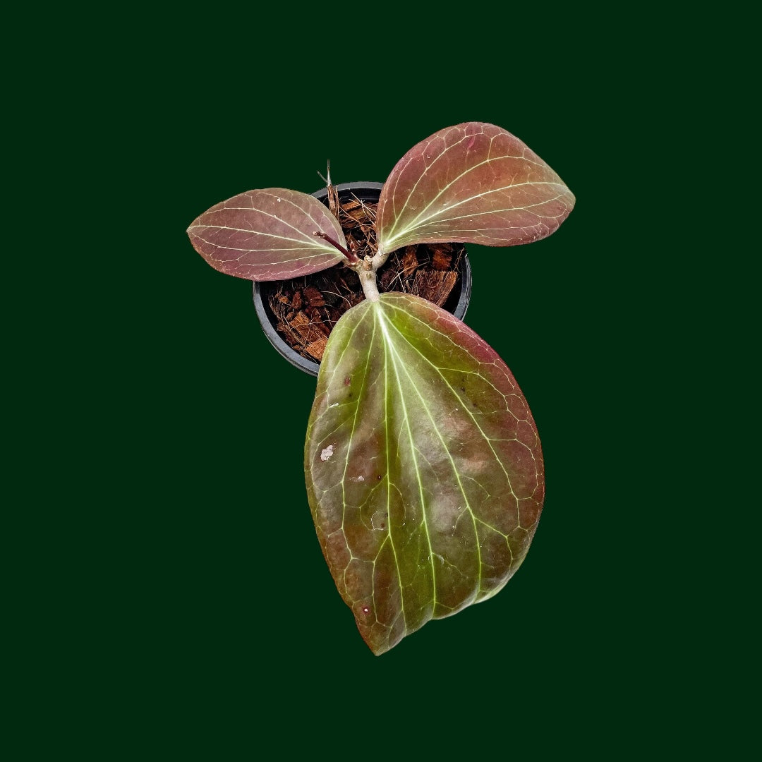 Hoya marginata (IML 1727)