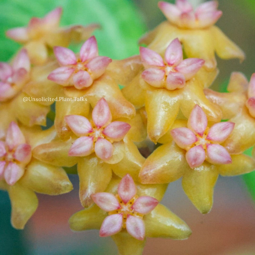 Hoya fitchii