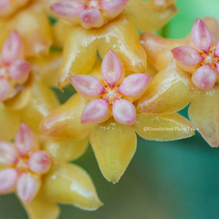 Hoya fitchii