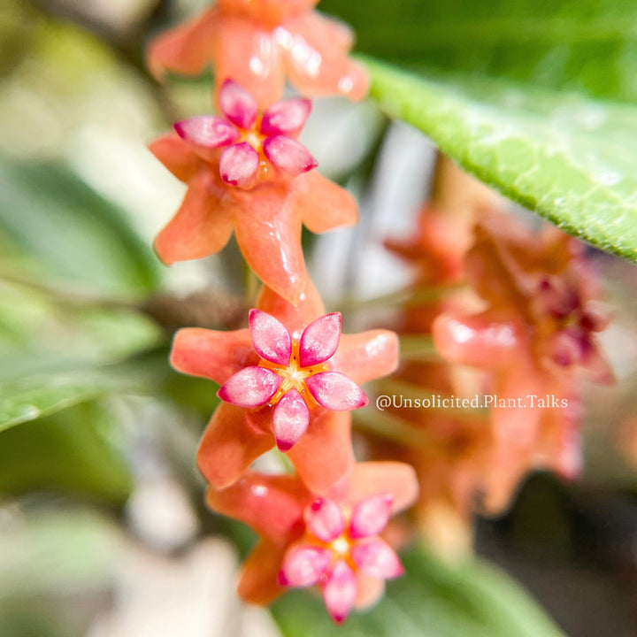 Hoya benvergarai flower