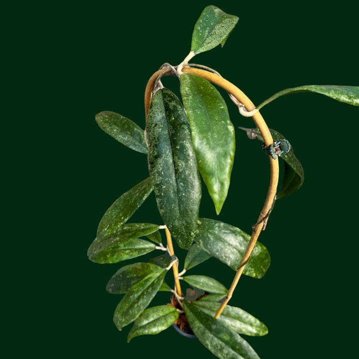 Trellised Hoya finlaysonii (splash)