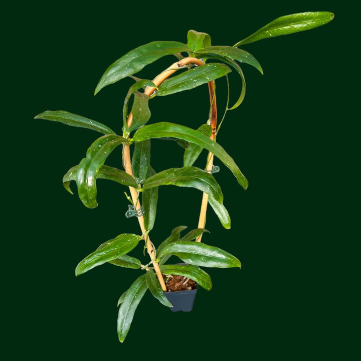 Trellised Hoya sp. Sabah (GPS 7950) (2 INCH POT)