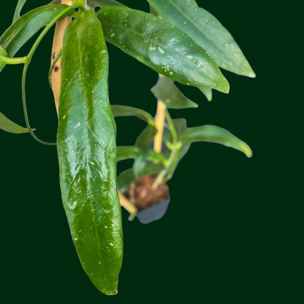 Trellised Hoya sp. Sabah (GPS 7950) (2 INCH POT)