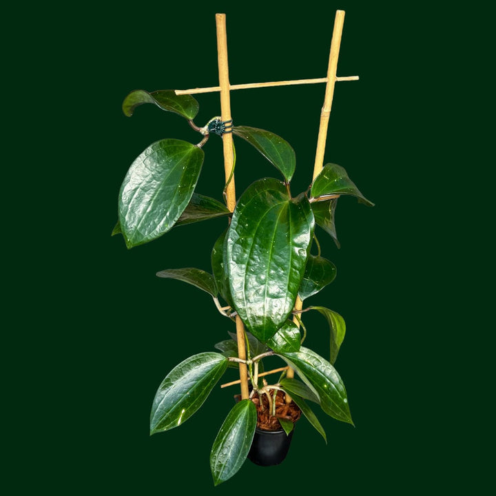 Trellised Hoya Latifolia (polystachya)