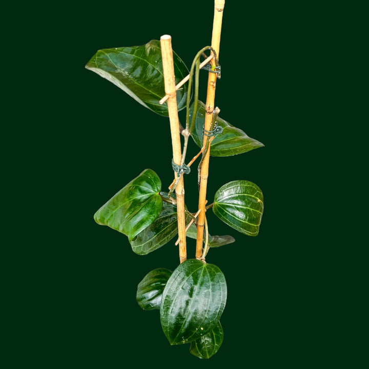 Trellised Hoya latifolia (aka dinner plate Hoya)