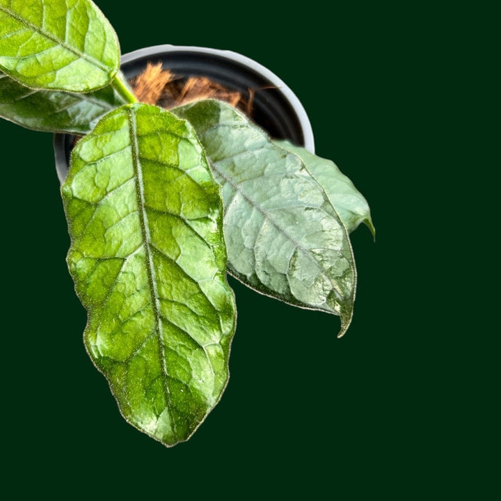 Hoya globulosa (Cao Bang)