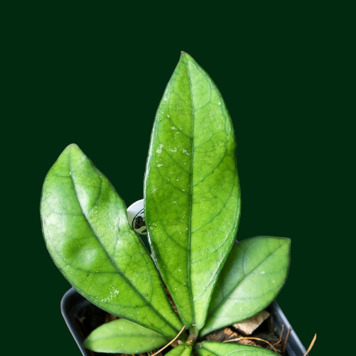 Hoya crassipetiolata