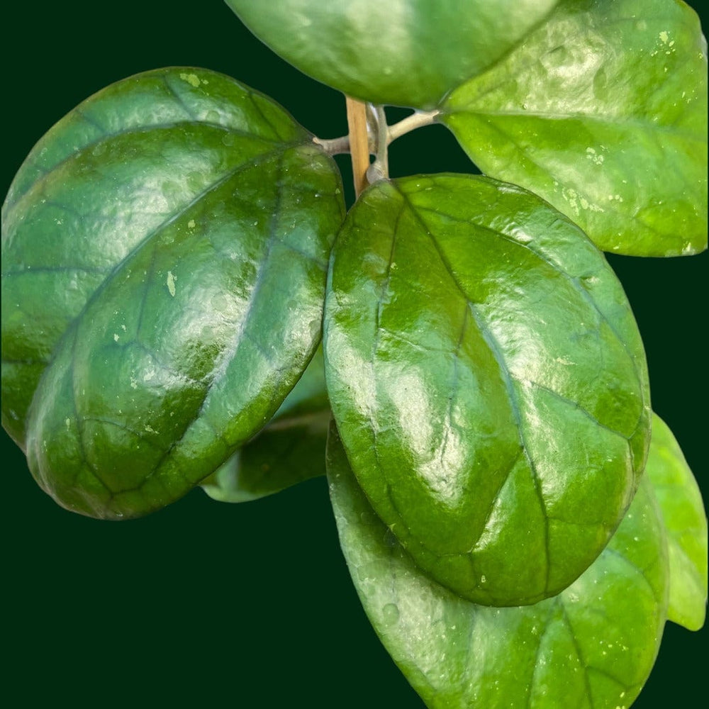 Trellised Hoya 'Ricardo' (SS13-05)