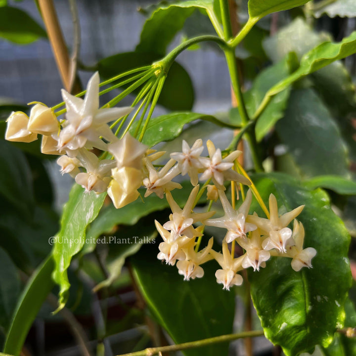 Hoya lockii