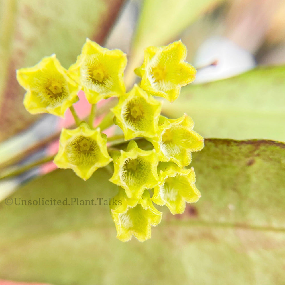 Hoya amicabilis