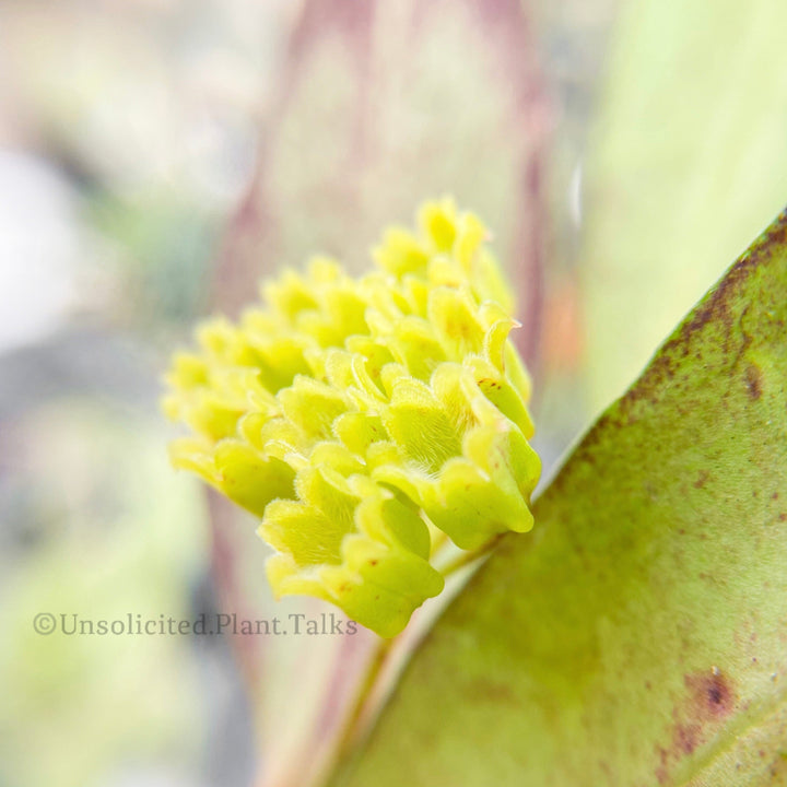 Hoya amicabilis