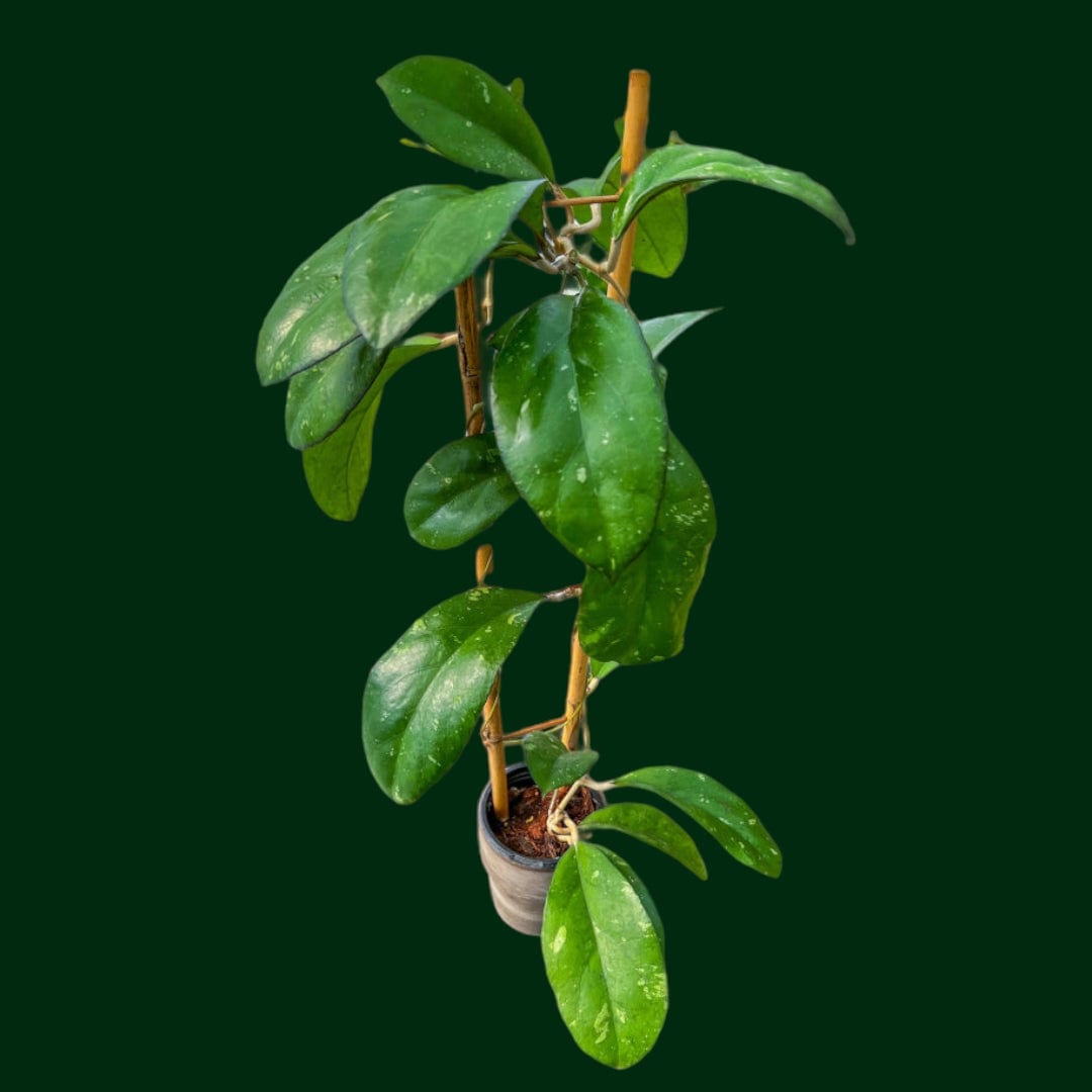 Trellised Hoya (AH041)