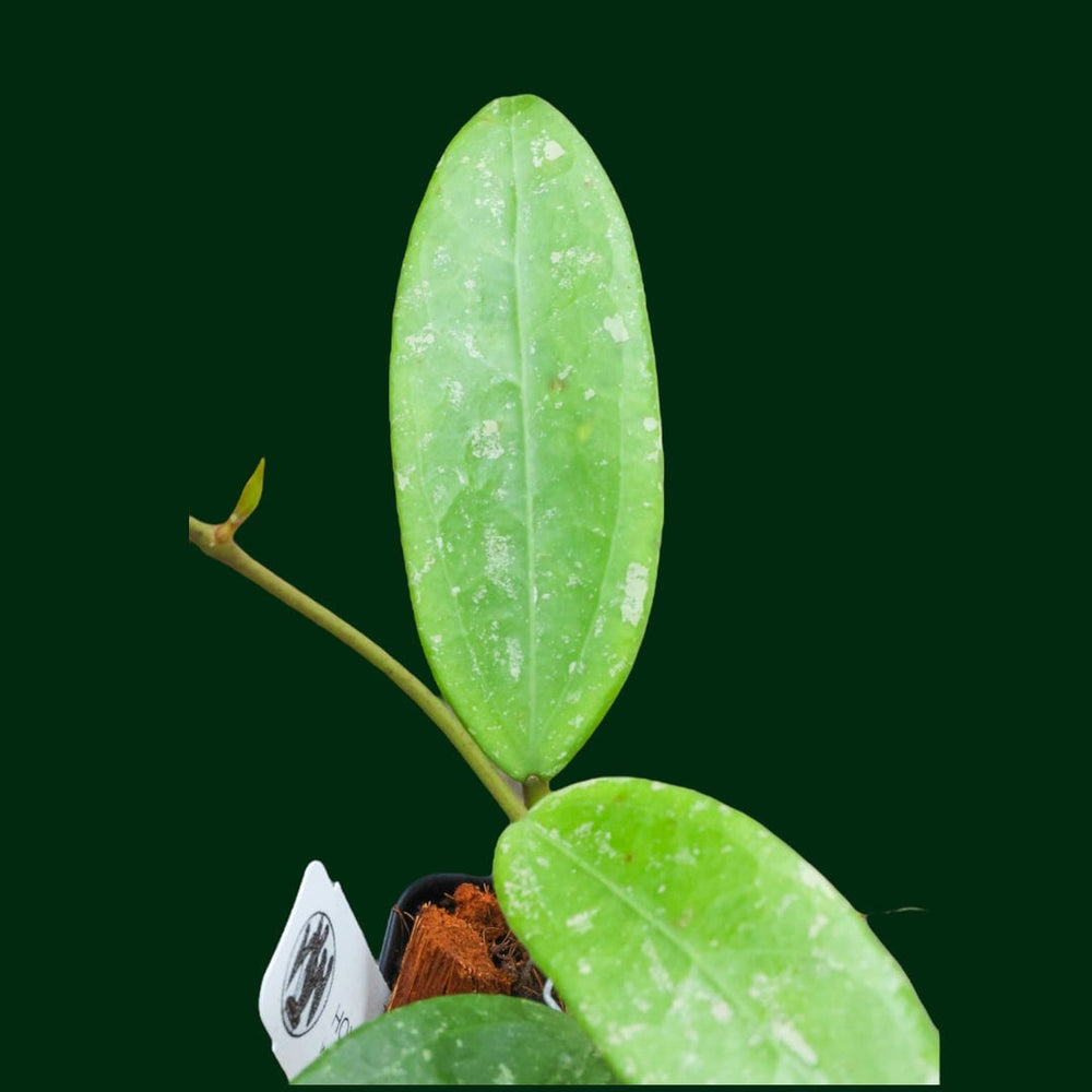 Hoya 'Stevo' (RHM011-05)