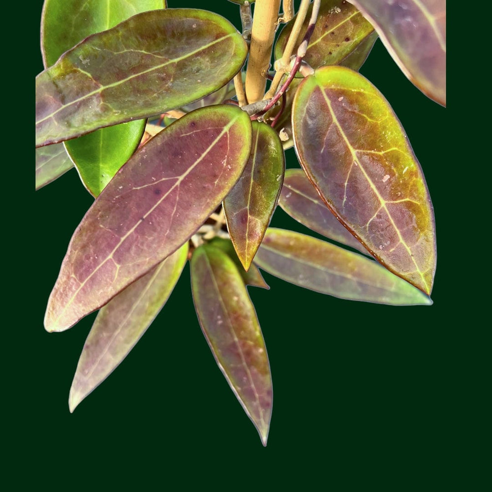 Trellised Hoya verticillata (acuta red/spoon leaf)