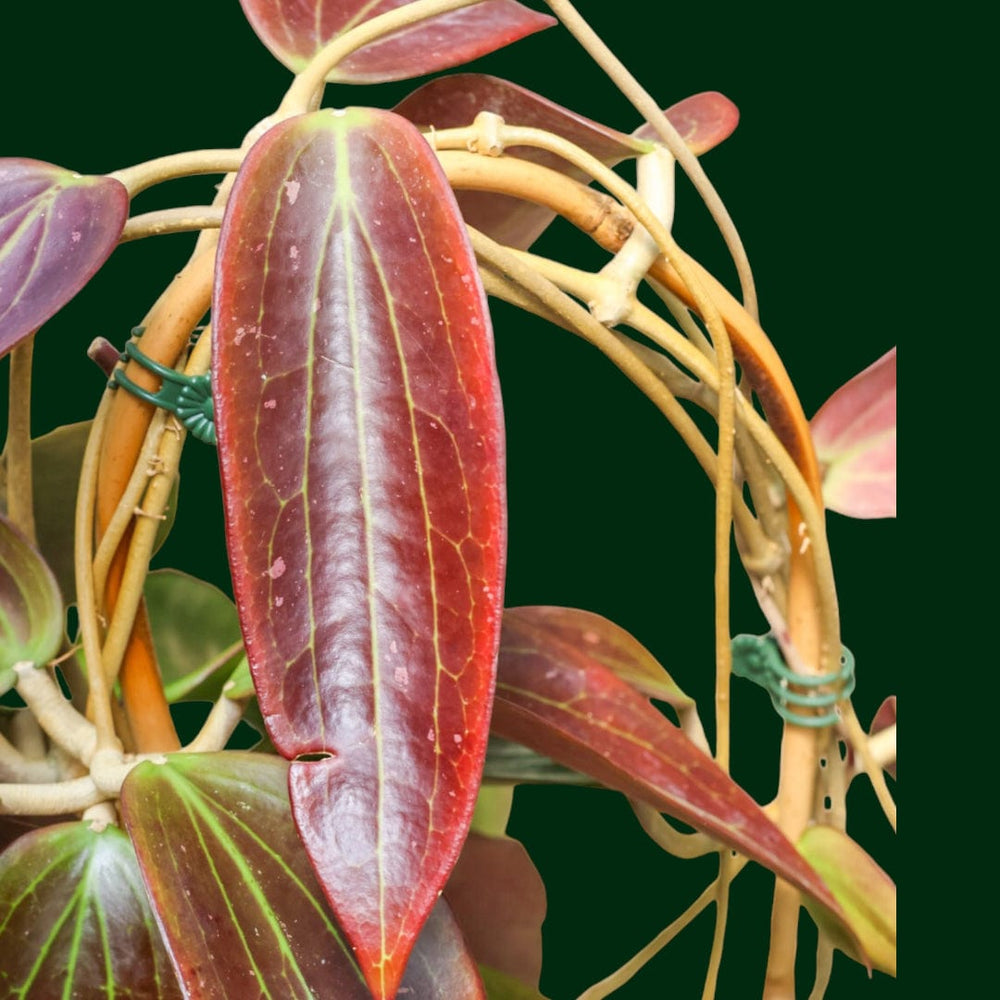 Trellised Hoya nicholsoniae (pottsii red)