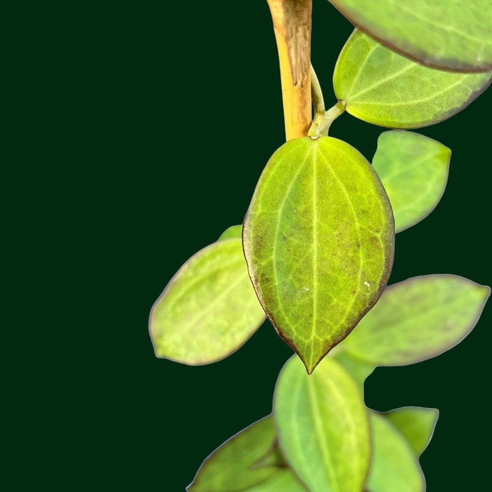 Hoya sp. (Dianel LSH-07-001/EPC 749)