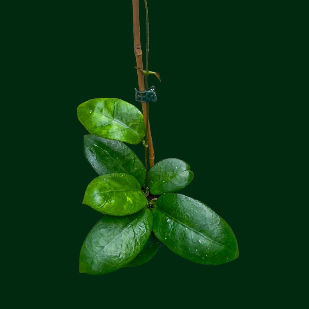 Hoya sp. Doi Tung