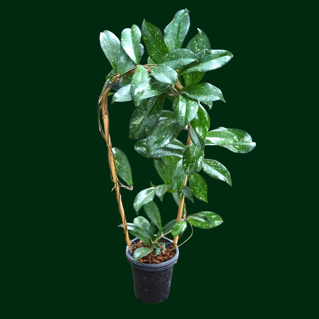 Trellised Hoya erythrina (splash)