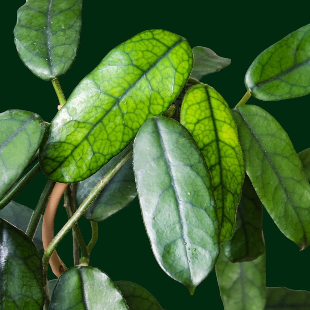 Trellised Hoya globulosa (long leaf)