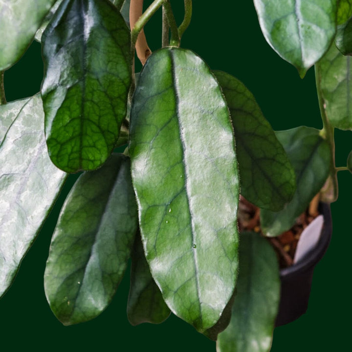 Trellised Hoya globulosa (long leaf)