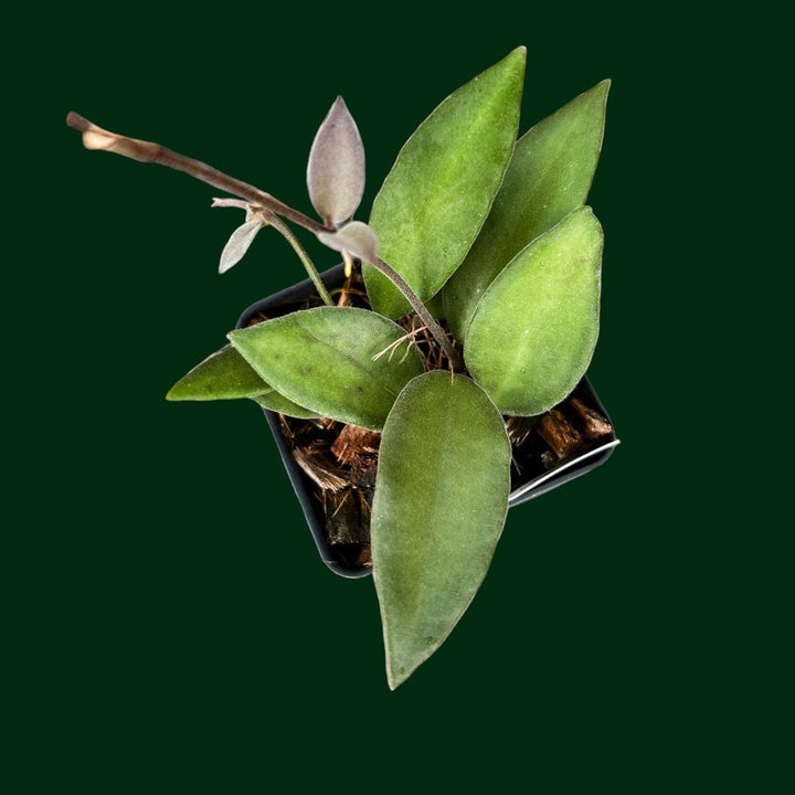 Hoya sp. NS05-240