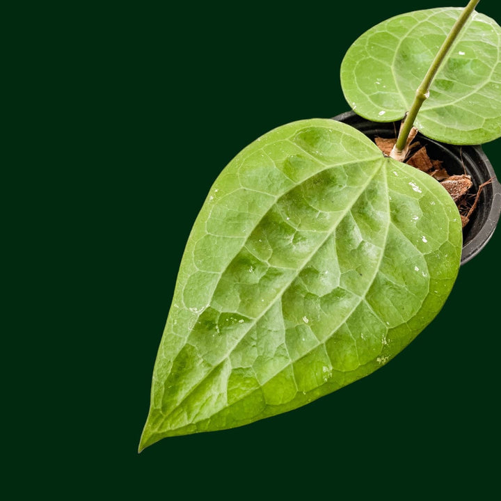 Hoya Glabra (Schlechter)