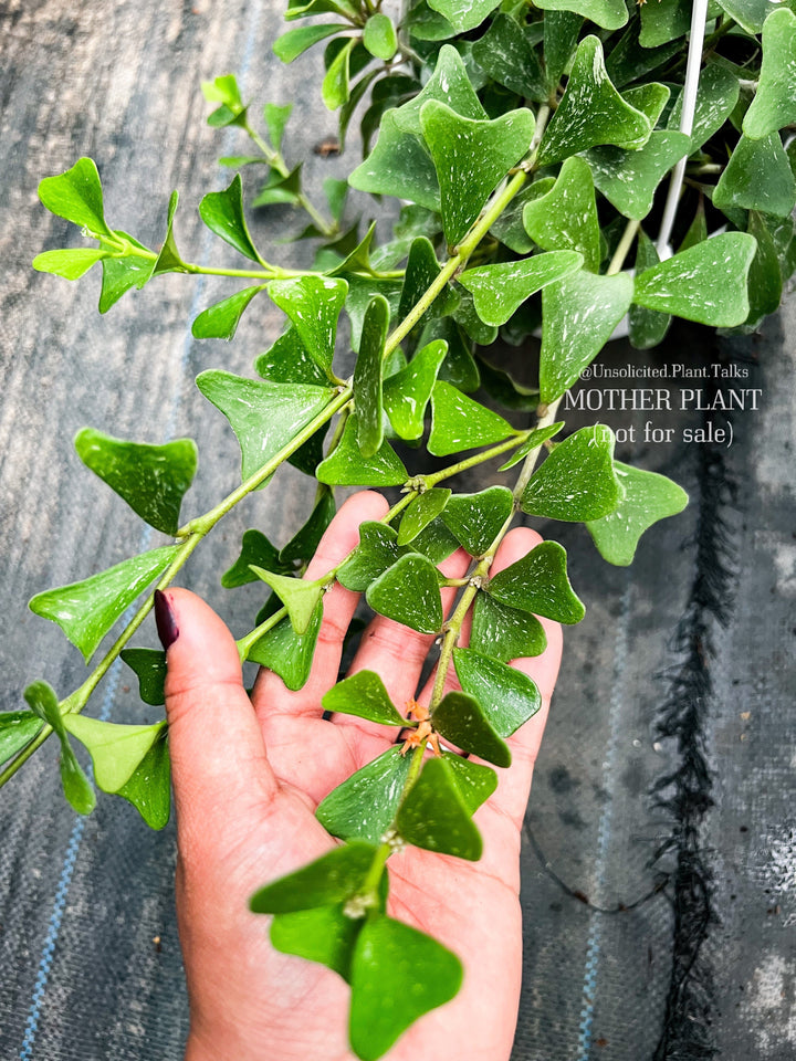 Hoya manipurensis