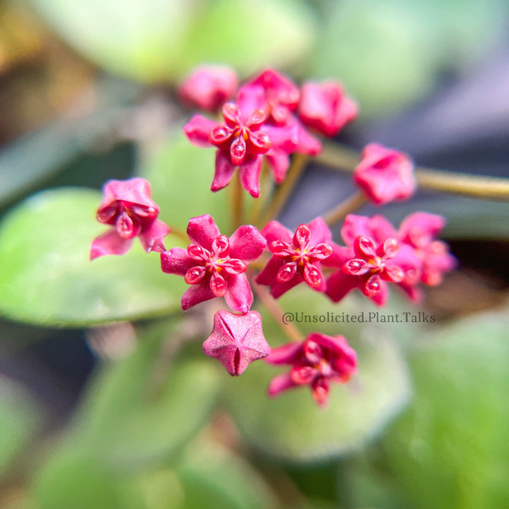 Hoya carmelae