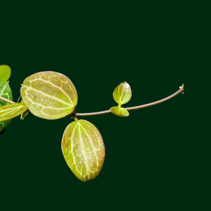 Dischidia ovata (Watermelon Dischidia)