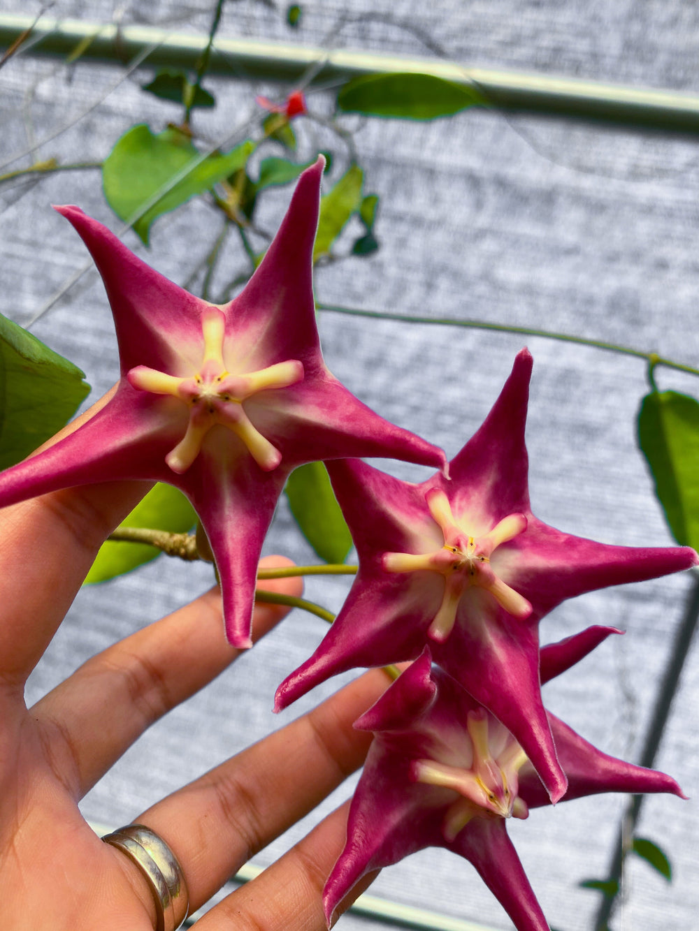 Hoya liddleana (PNG sv 441)