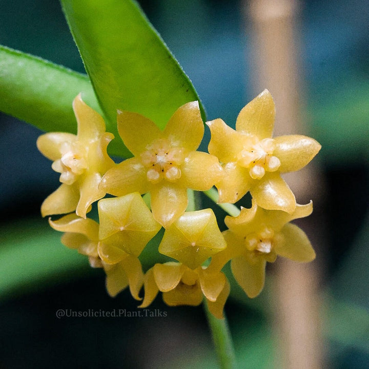 Hoya burmanica (fka andurata ssp. Angustifolia)