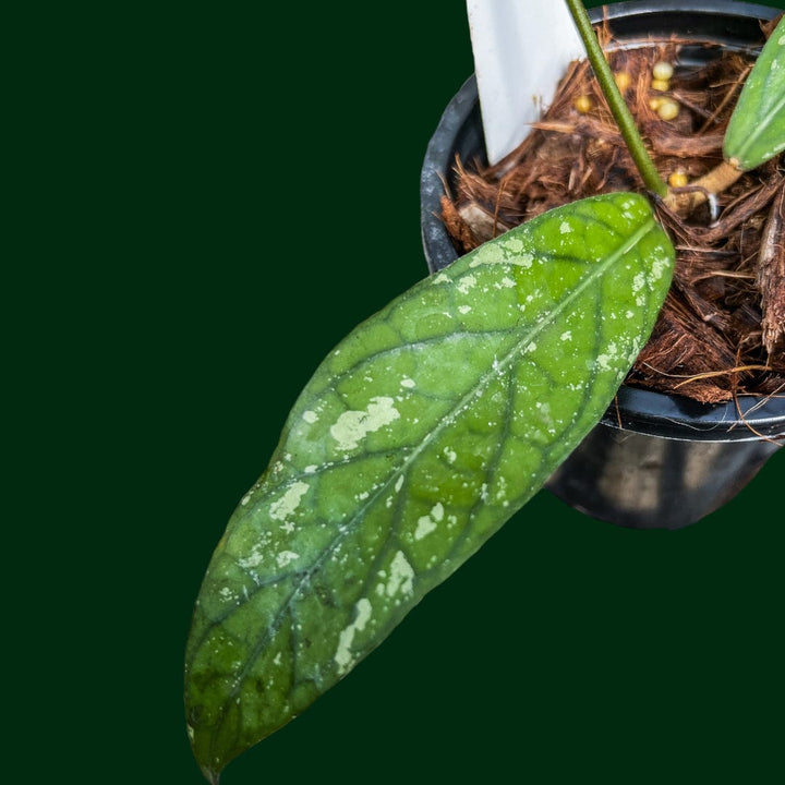 Hoya sp. Sumatra (long leaf)