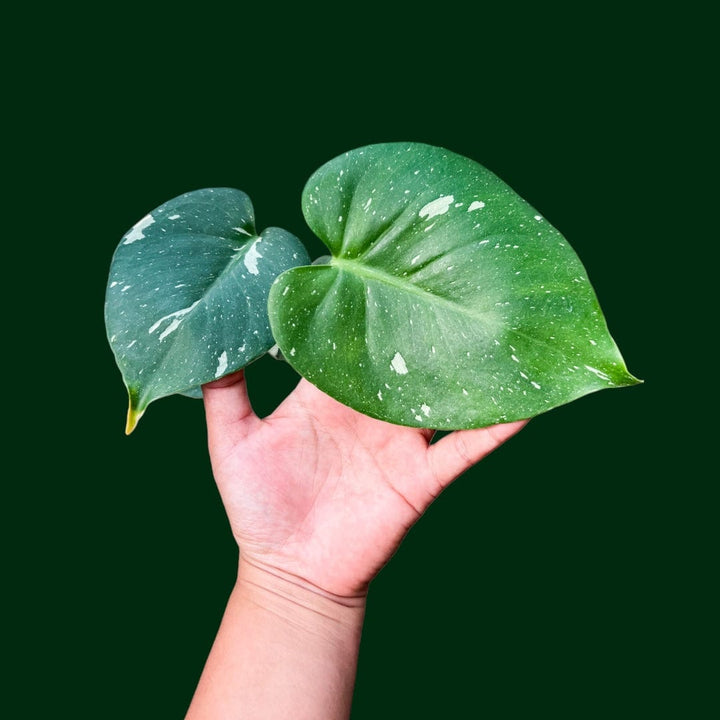 young Monstera ‘Thai Constellation’