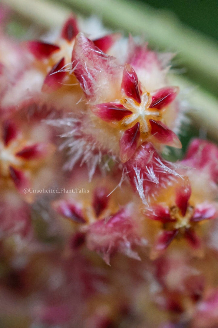 Hoya mindorensis (Red)