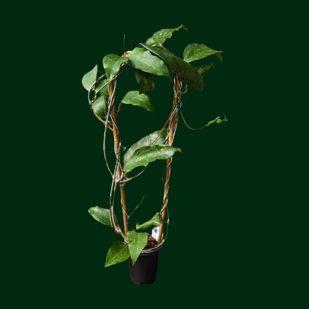 Trellised Hoya parasitica (Laos)