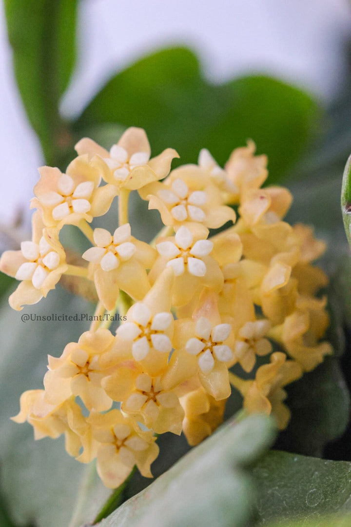 Hoya nicholsoniae (mini)