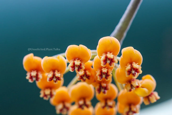 Hoya waymaniae (round leaves)