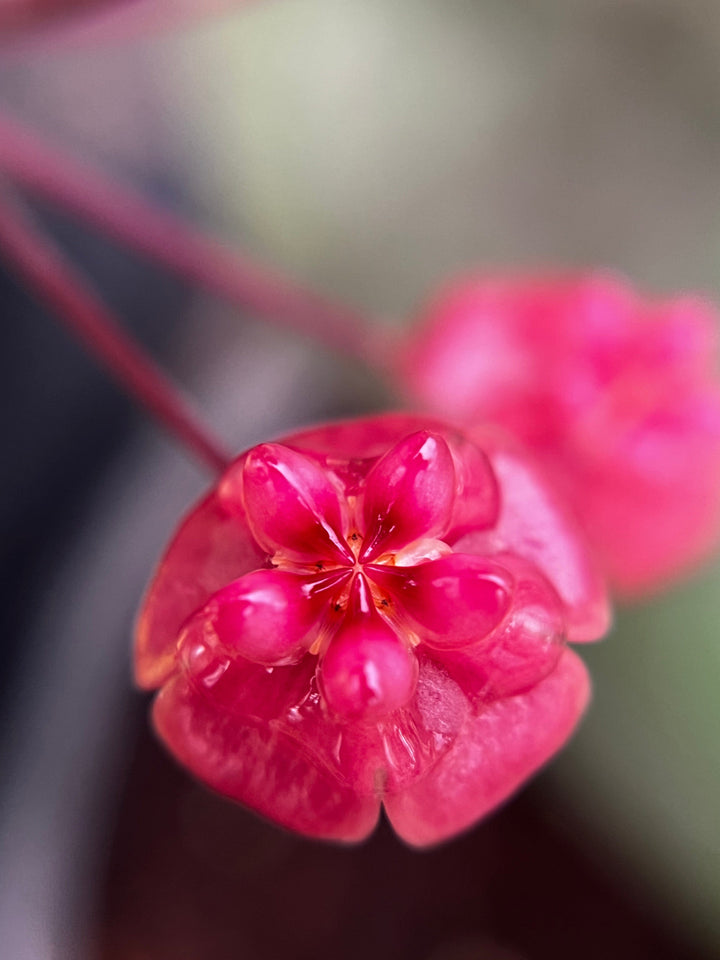 Hoya Fauziana ssp. Angulata (Uncommon)