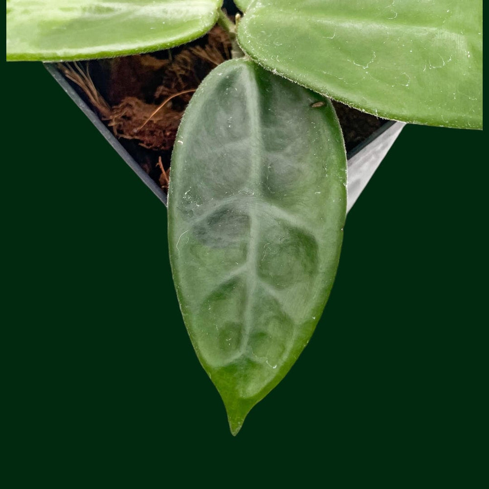 Hoya vangviengiensis